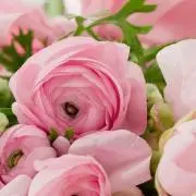 orchidの画像
