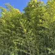 タバスコの画像