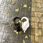 aの画像