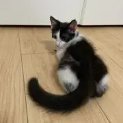 むちゃむちゃの画像