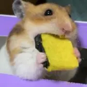 さやの画像