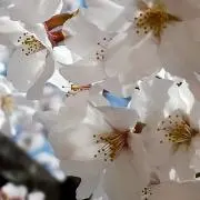 桜☆ジャスの画像