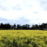 rackyの画像