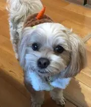 すずえいの画像