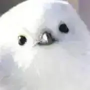 mameの画像