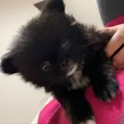 ぴゃん