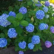 ヨーゼフの画像