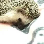Tomo5の画像