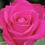 Myu-cari ✿の画像