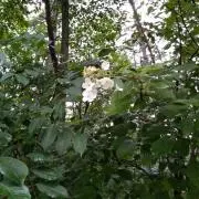 つつじ