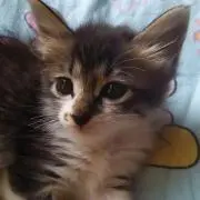 あいちん