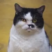 ゆゆうの画像