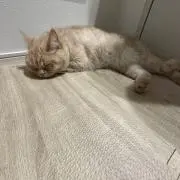 あやりあんぬ