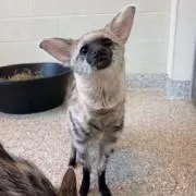 みずねこ