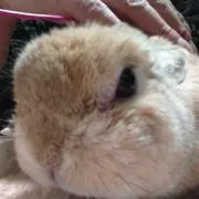 コバトンの画像