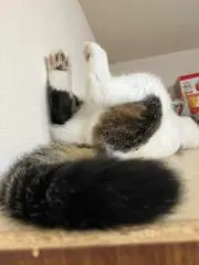 ぺぺねこちーの