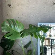 CHIの画像