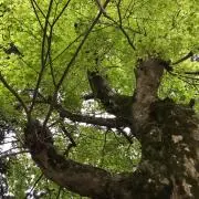 ねみぃ