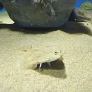 Yの画像