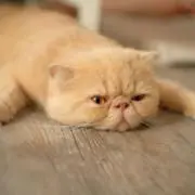 おりょうの画像