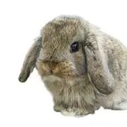 aの画像