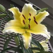 エムの画像