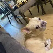 まりもの画像