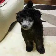 おもち