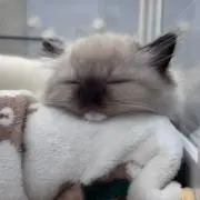 キラの画像