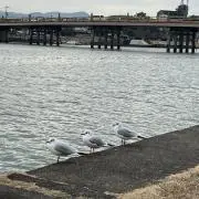 トキの画像