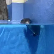 S.の画像