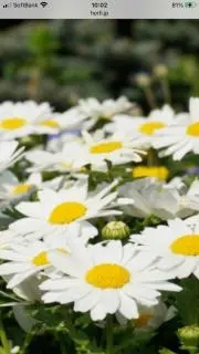 マーガレットの画像