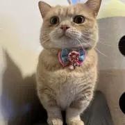 あんこの画像