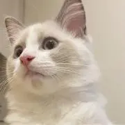 ぽん　〜断捨離中〜　プロフ必読の画像