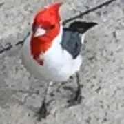 イヴの画像