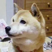 CCの画像