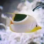 hanaの画像