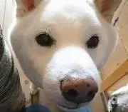 田中☆desuの画像