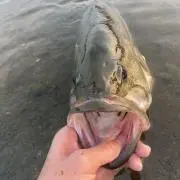 ゆきの画像