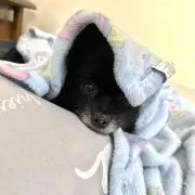 葡萄の画像