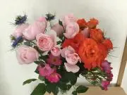 きららの画像