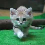 SAKA