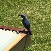 ツナロ