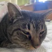 のりりんの画像