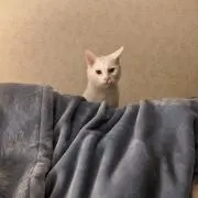 Queenyの画像