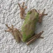 桃鉄部長