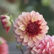 ７月23〜花苗のみ発送おやすみの画像