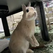 back number ぬいぐるみキーホルダー 3体セット - メルカリ