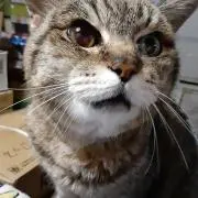 らむおくんの画像