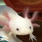 ちっちー(っ´ω`c) プロフ見て下さい